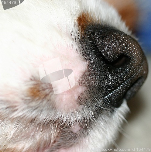 Image of dog nozzle