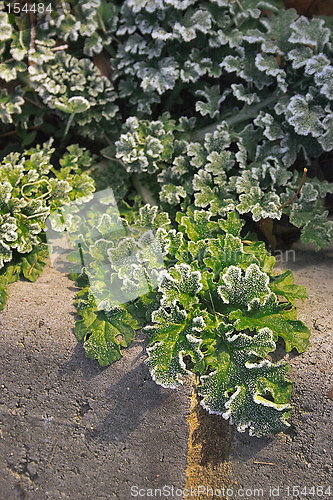 Image of frost on curley leaves