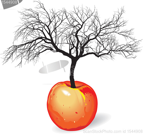Image of apple tree from fruit