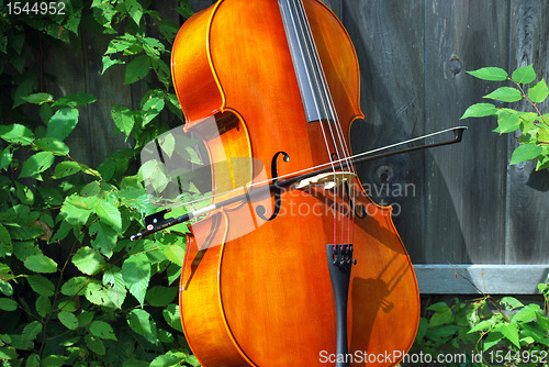 Image of Cello