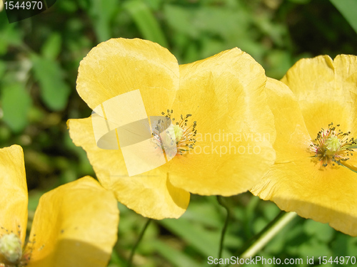 Image of Yellow flower