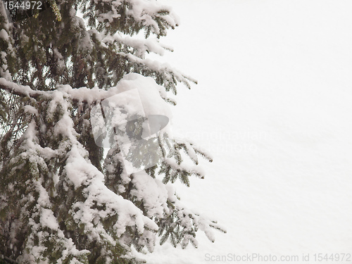 Image of Pine tree