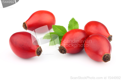 Image of Dog rose with leaves