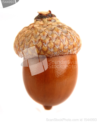Image of One dried acorn in closeup