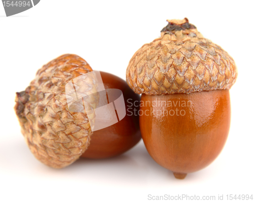 Image of Two acorns