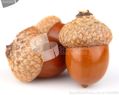 Image of Dried acorns