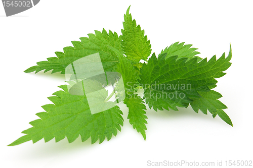 Image of Leaves of nettle