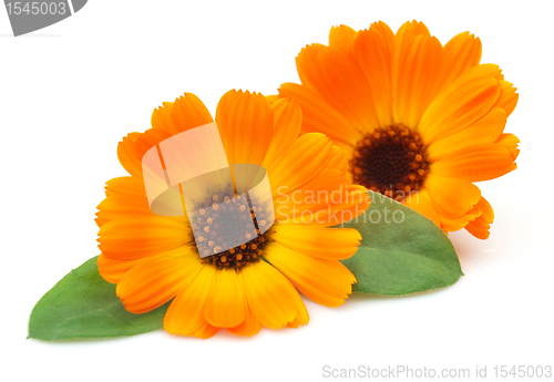 Image of Marigold with leaves