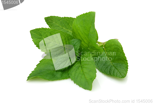 Image of Fresh mint