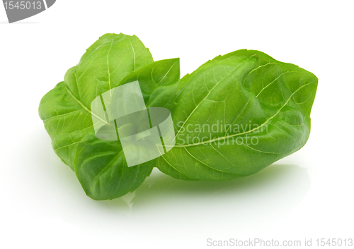 Image of Fresh basil in closeup