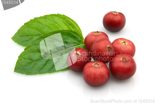 Image of Cranberry with mint