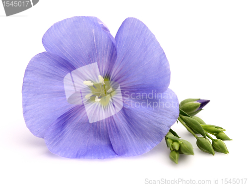 Image of Flax flower