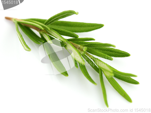 Image of Rosemary