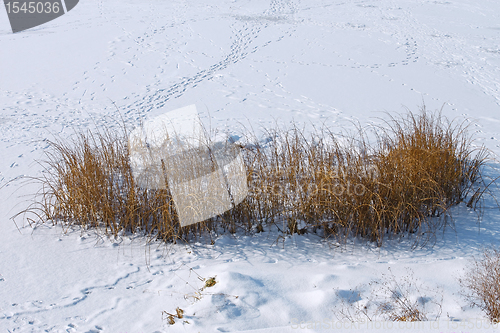 Image of Traces on snow