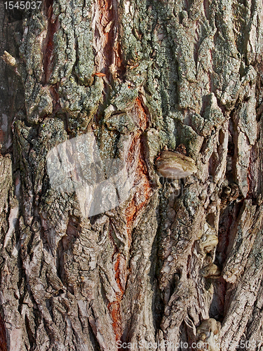 Image of Bark of old willow tree