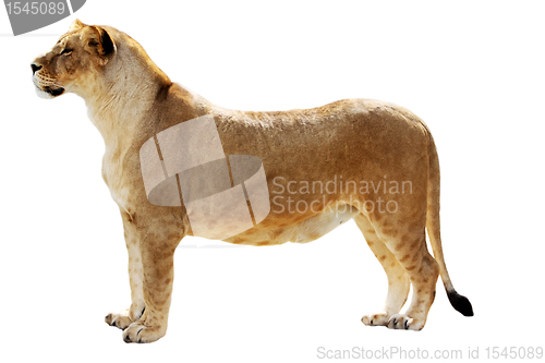 Image of Big female lion