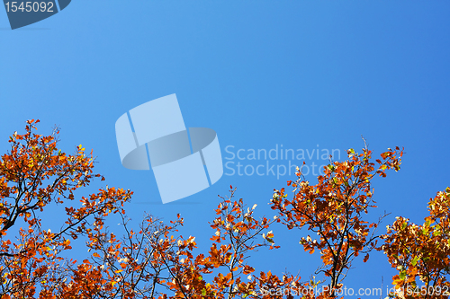 Image of Oak's leafs on a tree and blue sky