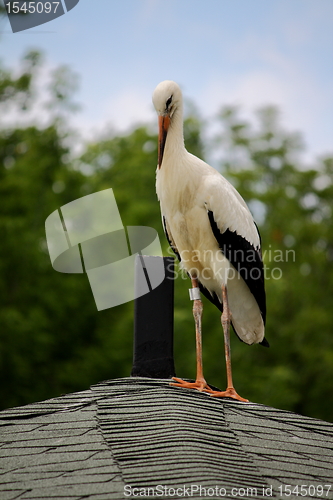 Image of Stork on a roof