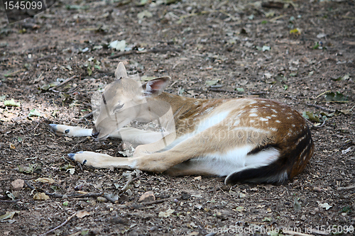 Image of Little deer