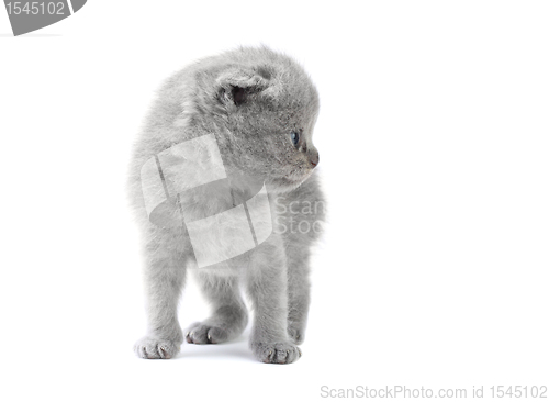 Image of Little kitten