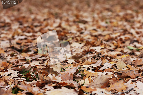 Image of A lot of oak's leafs