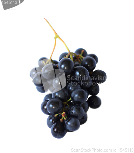 Image of Grape vine isolated