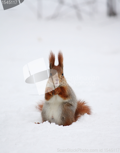 Image of Squirrel on the snow