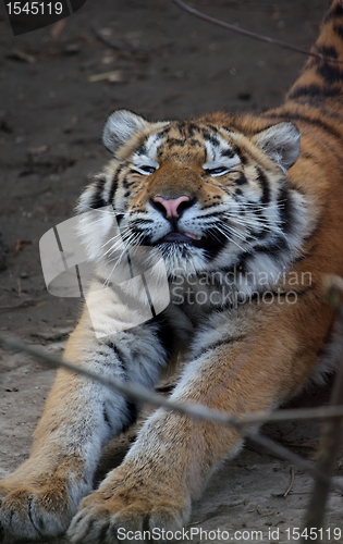 Image of Tiger stretches one self