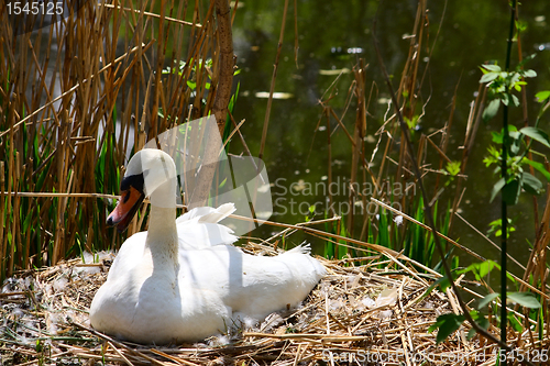 Image of Swan at a nest