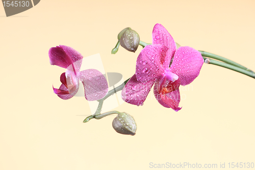 Image of Orchid flower with bud at the branch