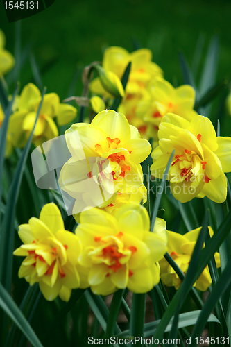 Image of Yellow daffodil flowers