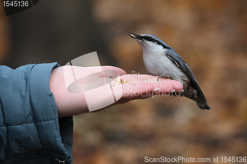 Image of Bird sitting on a hand