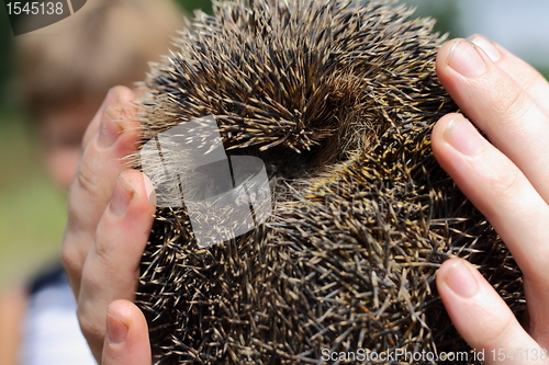 Image of hedgehog in the hands