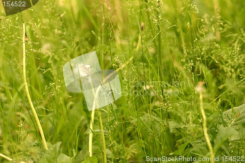 Image of grass