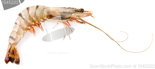 Image of Black Tiger Shrimp