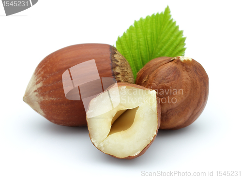Image of Hazelnuts with leaves