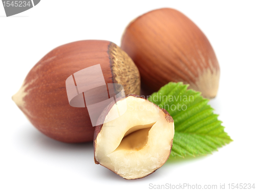 Image of Dried filbert 