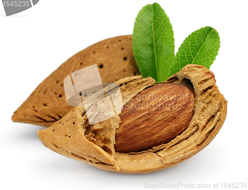Image of Almonds with leaves