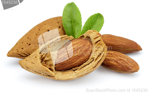 Image of Almonds with leaves