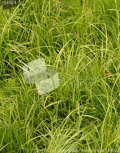 Image of grass