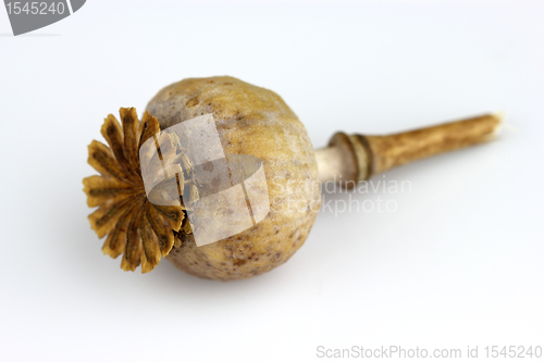 Image of Poppy head