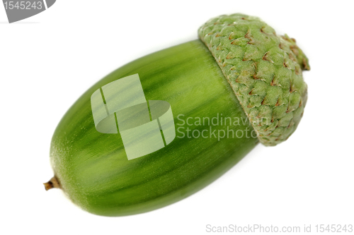 Image of Green acorn