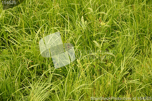 Image of grass