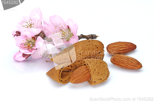 Image of Almonds with pink flowers