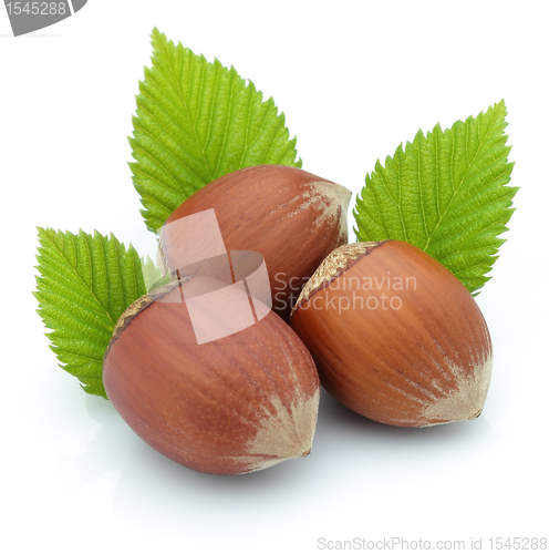 Image of Hazelnuts with leaves