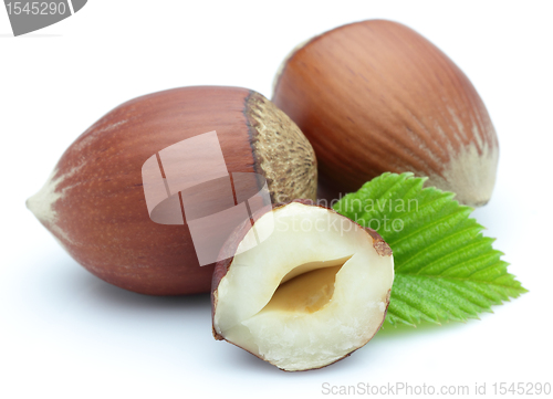 Image of Hazelnuts with leaves