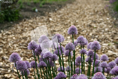 Image of flower