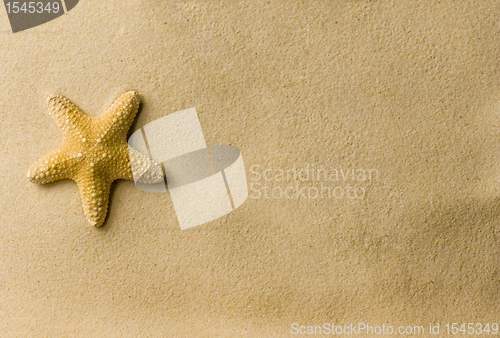 Image of a sea star on the beach