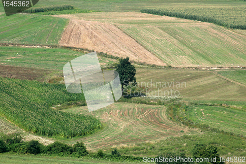 Image of Green field and tree from above