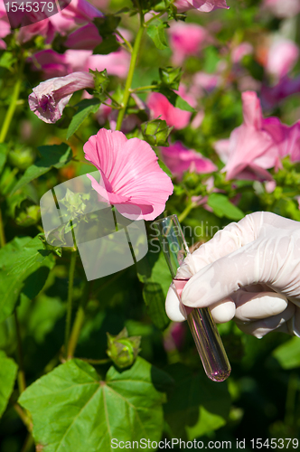 Image of test tube with pink liquid and flower